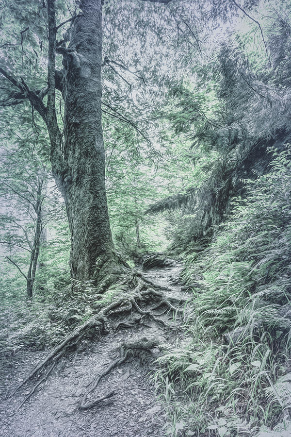 Appalachian Trail in Cool Gray Tones Photograph by Debra and Dave Vanderlaan