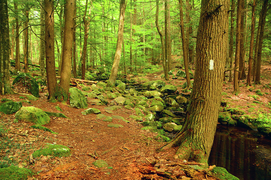 Appalachian Trail in Massachusetts October Forest Photograph by Raymond Salani III