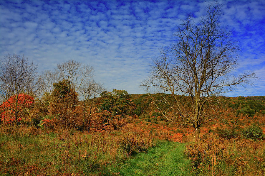Appalachian Trail Massachusetts in the Fall Photograph by Raymond Salani III