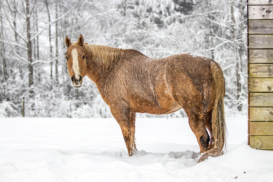 Appalachian Winter Photograph by Dana Foreman