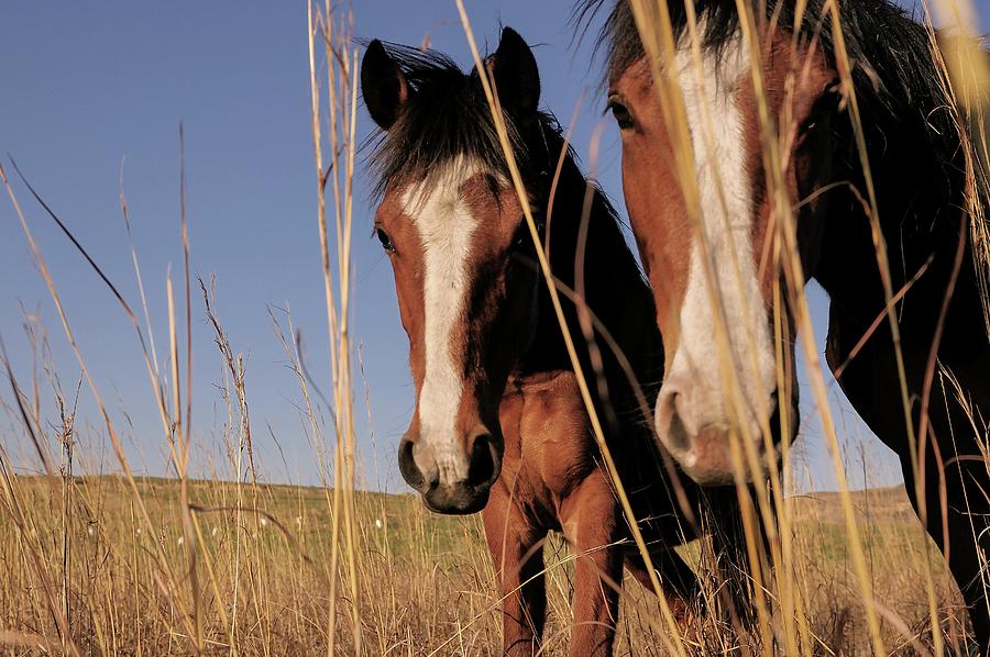 Appaloosa Horses Photograph by Heeb Photos