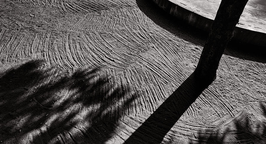 Tree Photograph - Apparent shadow and broom print by Krishnan Srinivasan