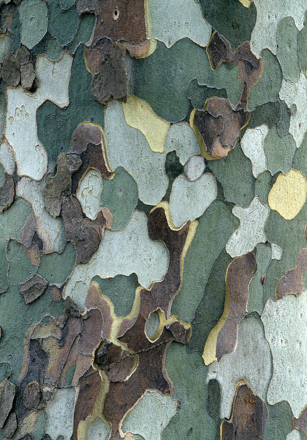 Appearing Bark Of Platanus Acerifolia Photograph by Noun