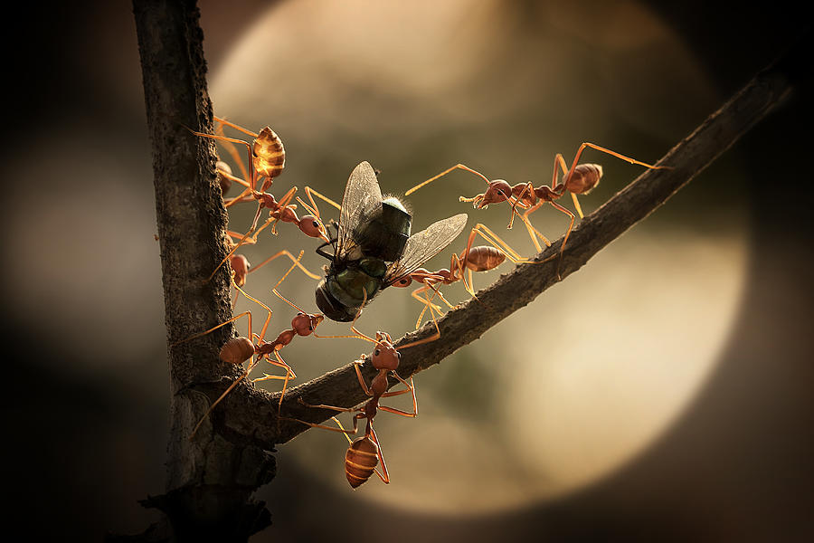 Insects Photograph - Appetite For The Night by Fauzan Maududdin