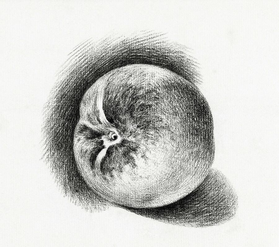 Healthy Painting - Apple 1812 By Jean Bernard 1775-1883 by Jean Bernard Healthy Painting - Apple 1812 By Jean Bernard 1775-1883 by Jean Bernard