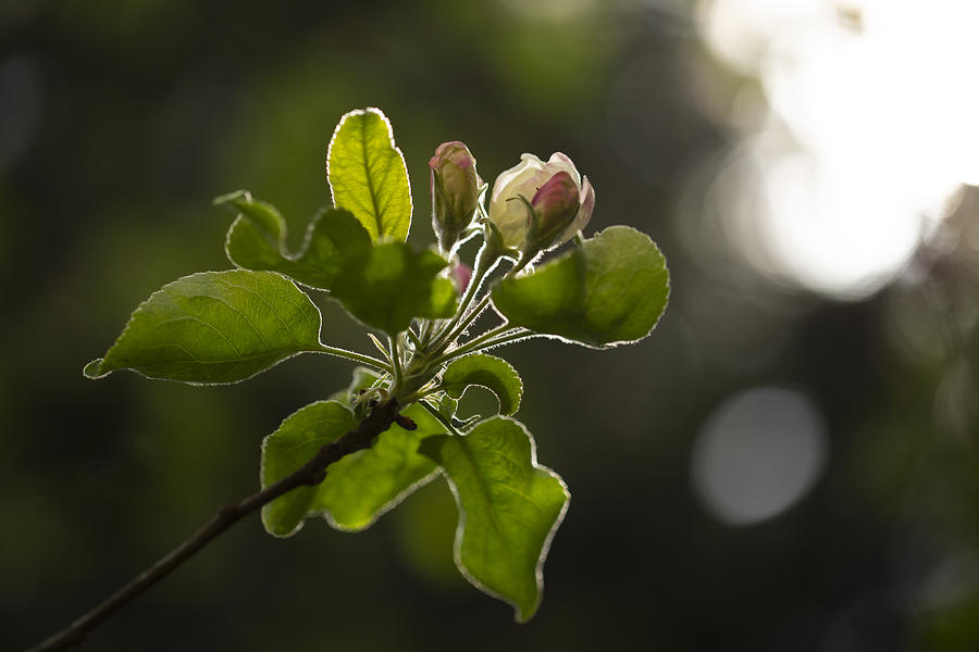 Apple Bloom Photograph by Carmen Watkins
