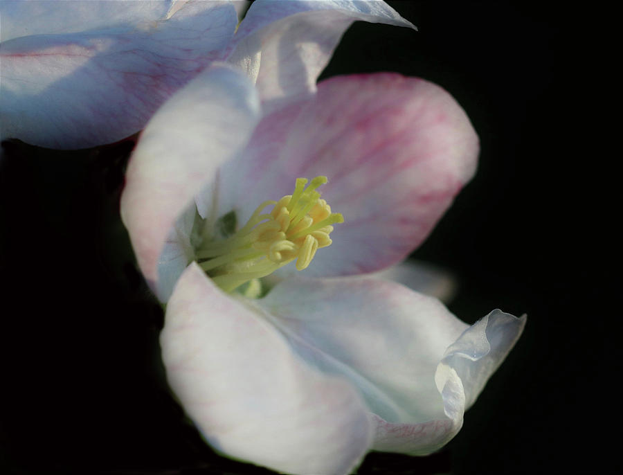 Apple Blossom 2019 by Karen Silvestri Apple Blossom 2019 by Karen Silvestri