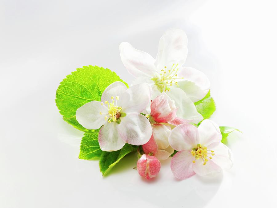 Apple Blossom And Apple Leaves Photograph by Karl Newedel