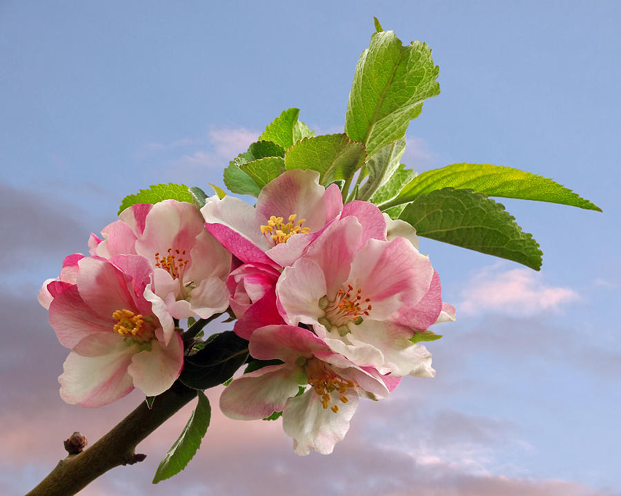 Apple Blossom and Blue Skies Photograph by Gill Billington