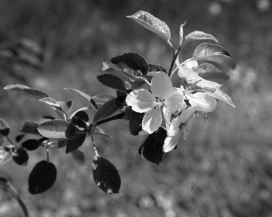 Apple Blossom Black and White Photograph by Allan Van Gasbeck | Fine ...