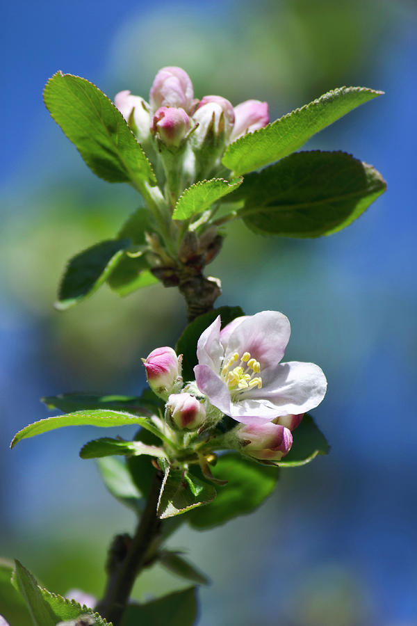 Apple Blossom Photograph by Christina Rollo
