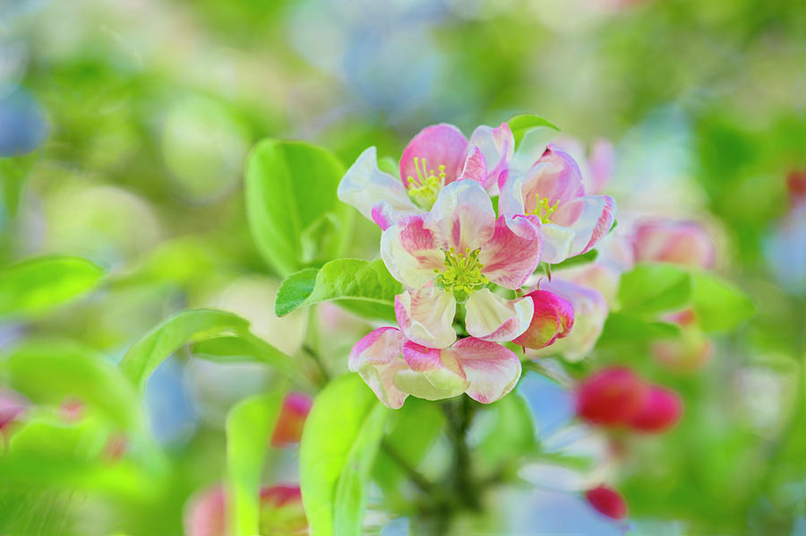 Spring Photograph - Apple Blossom by Cora Niele