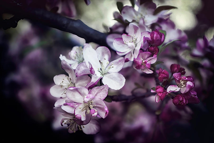Apple Blossom Photograph by Darlene Kwiatkowski