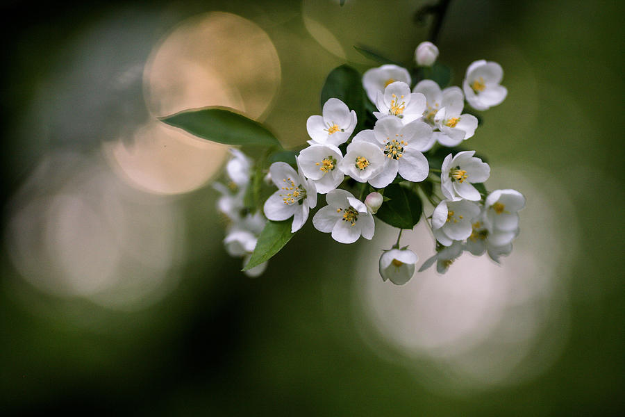 Apple Blossom Photograph by Dmitry Stepanov