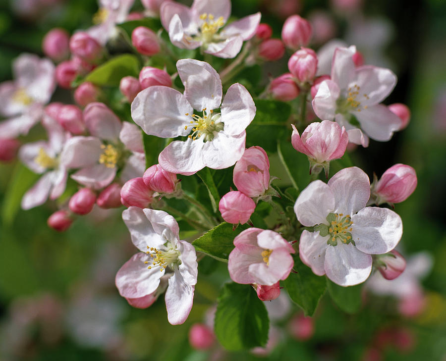 Apple Blossom Photograph by Friedrich Strauss