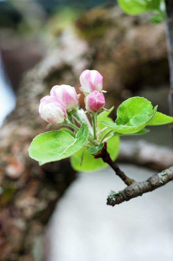 Apple Blossom Photograph by Gerlach, Hans