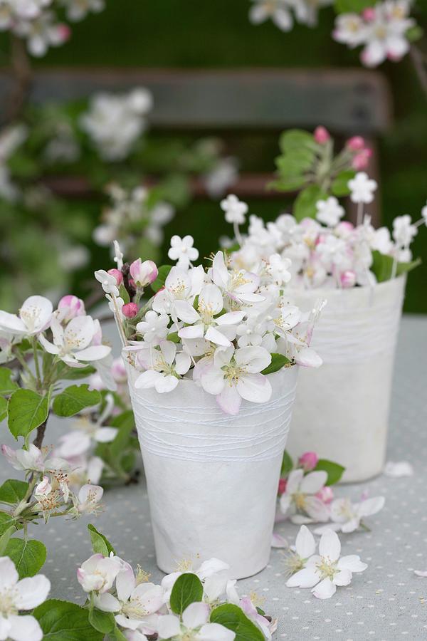 Apple Blossom In Paper Cups Photograph by Martina Schindler
