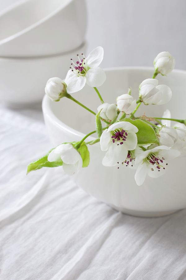 Apple Blossom In White Bowl Photograph by Katharine Pollak
