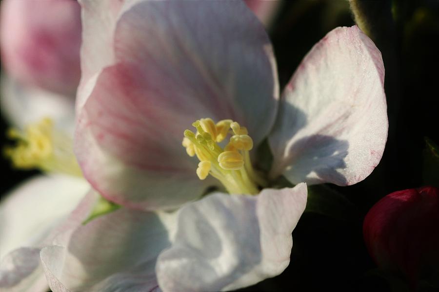 Apple Blossom by Karen Silvestri Apple Blossom by Karen Silvestri