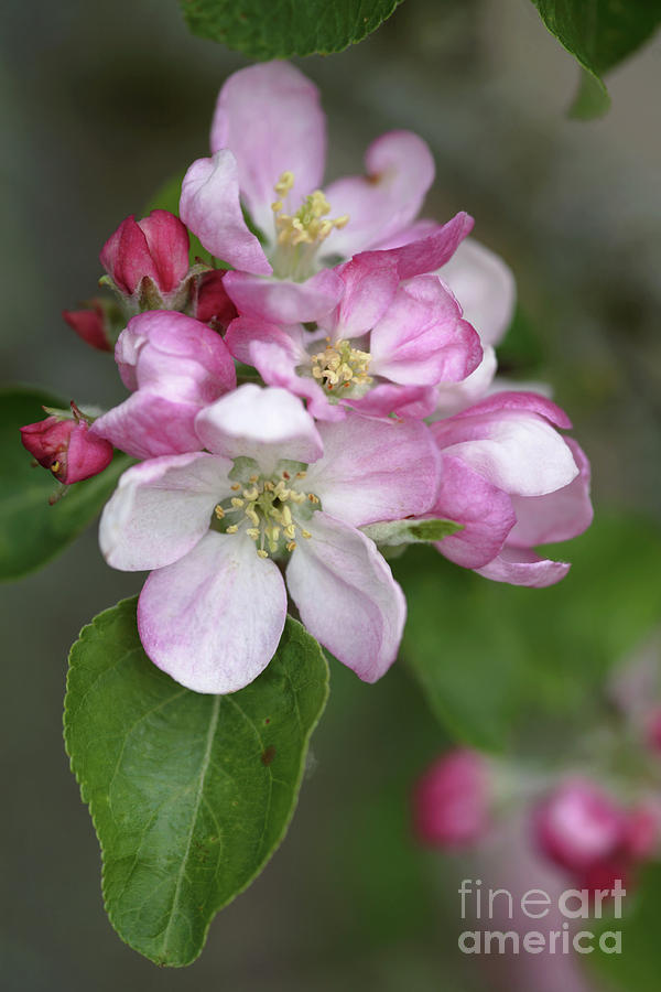 Apple Blossom (malus X Domestica) Photograph by Dr Keith Wheeler/science Photo Library