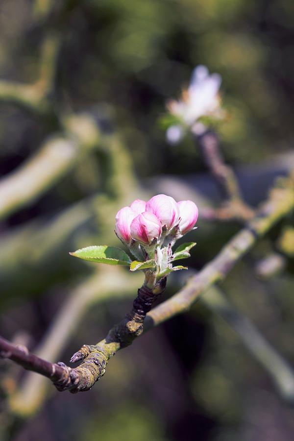Apple Blossom On A Tree Photograph by Miriam Rapado