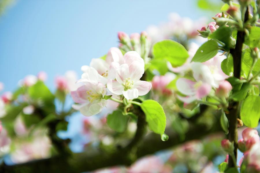 Apple Blossom On The Branch Photograph by Linda Sonntag