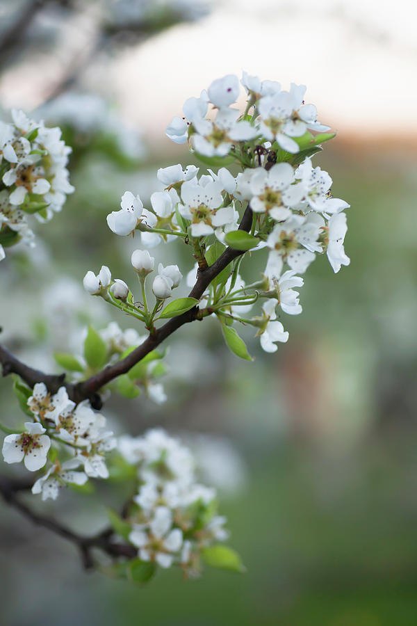 Apple Blossom On The Tree Photograph by Alicja Koll