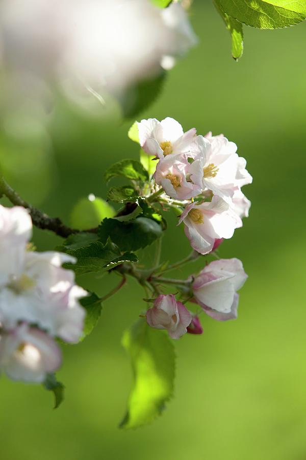 Apple Blossom On The Tree Photograph by Joerg Lehmann
