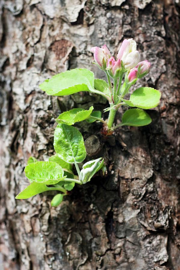 Apple Blossom On The Tree Trunk Photograph by Hans Gerlach