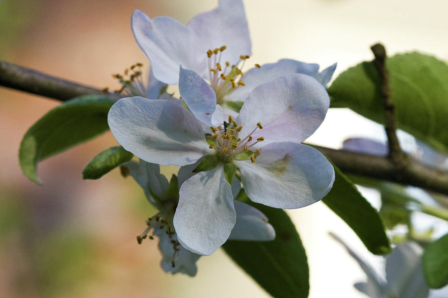 Apple Blossom Photograph by Steven David Roberts Apple Blossom Photograph by Steven David Roberts