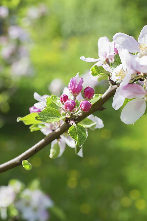 Apple Blossom Photograph by Tina Engel