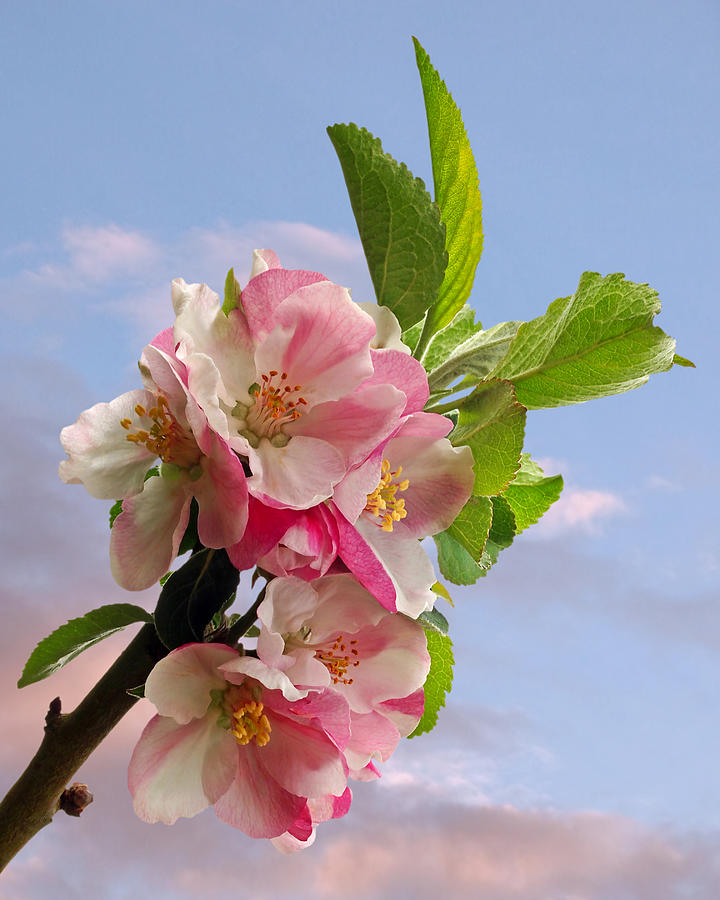 Nature Photograph - Apple Blossom Vertical by Gill Billington