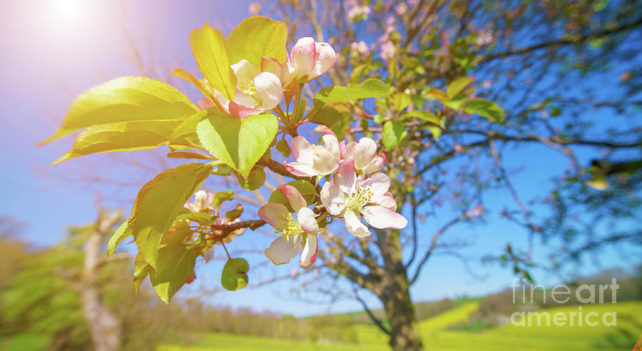 Apple Blossom Photograph by Wladimir Bulgar/science Photo Library