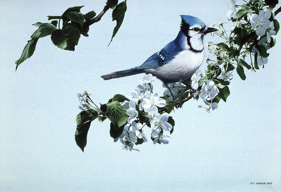 Apple Blossoms And Bluejay Painting by Ron Parker