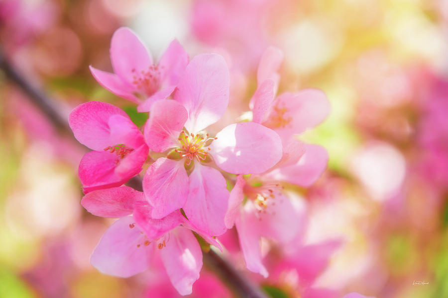 Apple Blossoms Cheerful Glow Photograph by Leland D Howard