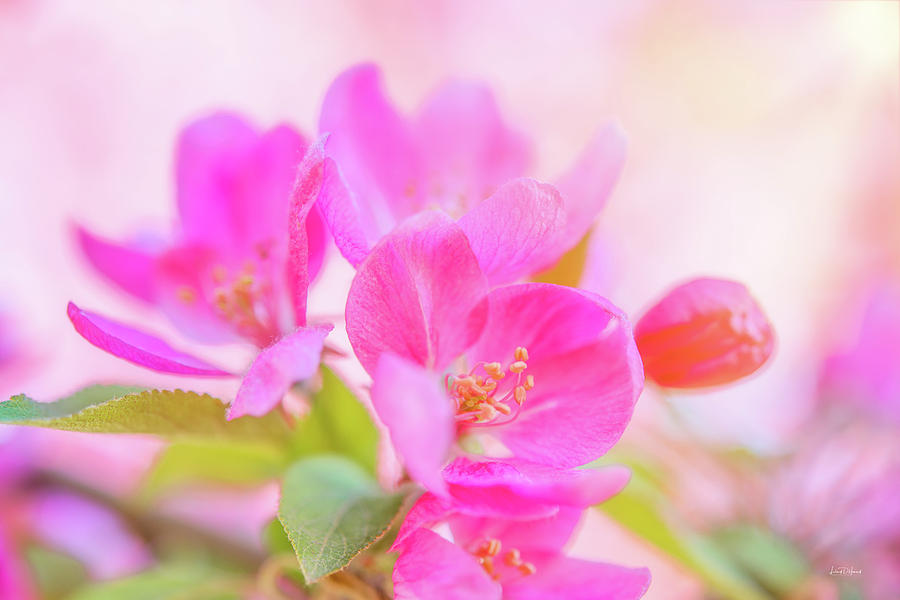 Apple Blossoms Colorful Glow Photograph by Leland D Howard
