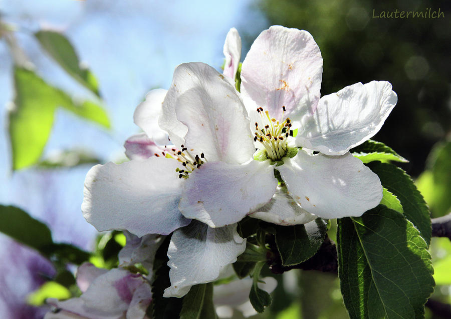 Apple Blossoms Photograph by John Lautermilch