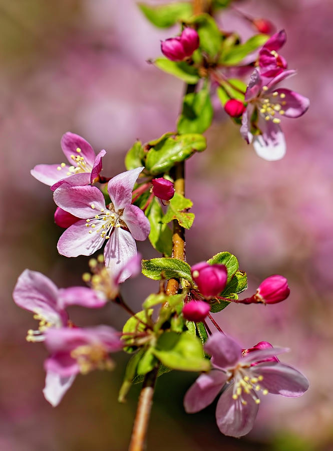 Apple Blossoms Photograph by Lorraine Baum
