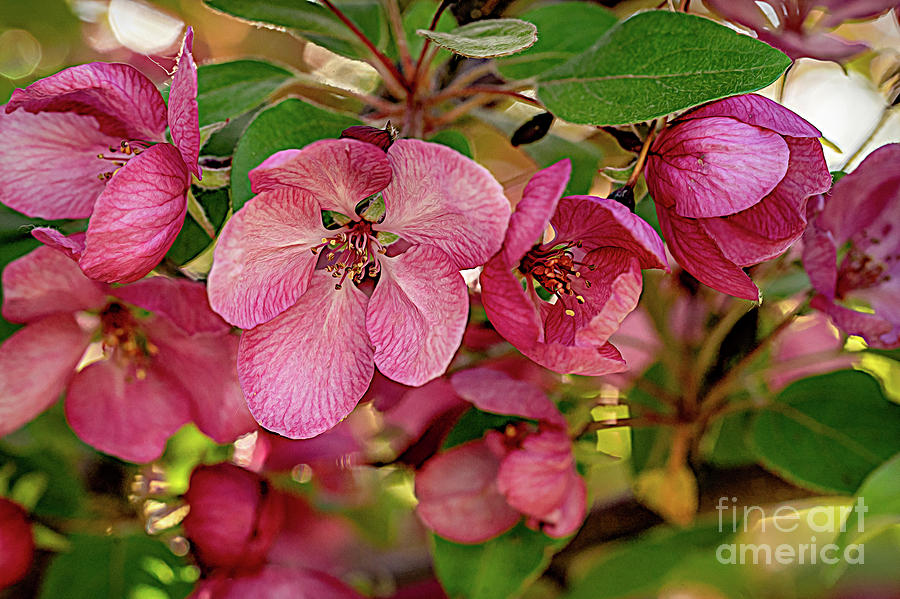 Apple Blossoms Photograph by Roxie Crouch
