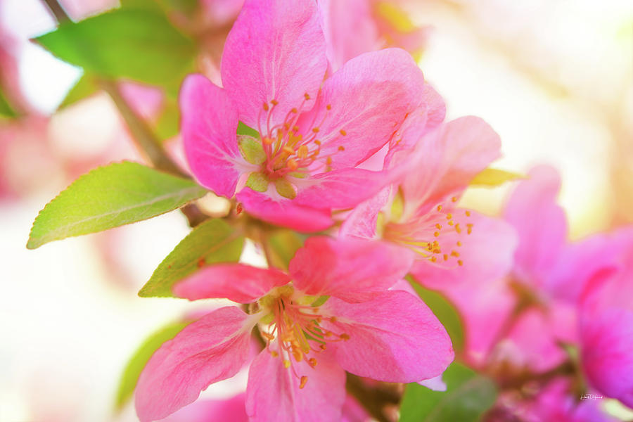 Apple Blossoms Warm Glow Photograph by Leland D Howard
