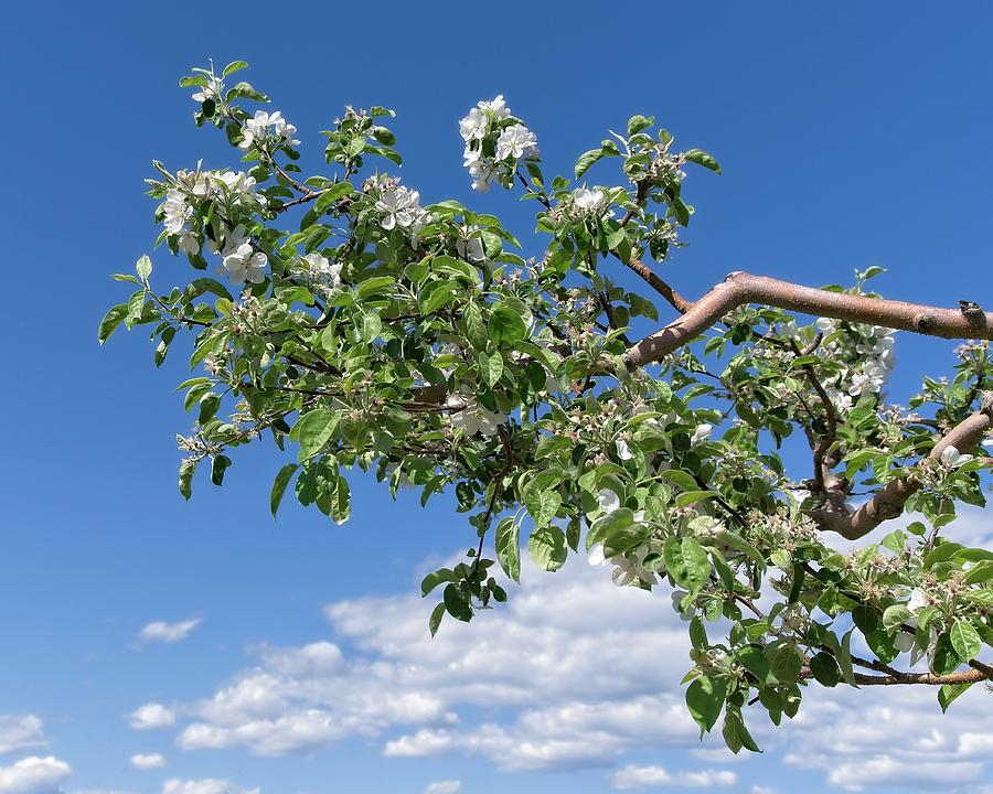 Apple Branch Blooms And Clouds Photograph
