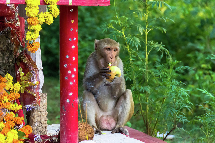 Apple Eating Monkey Photograph by Amy Sorvillo