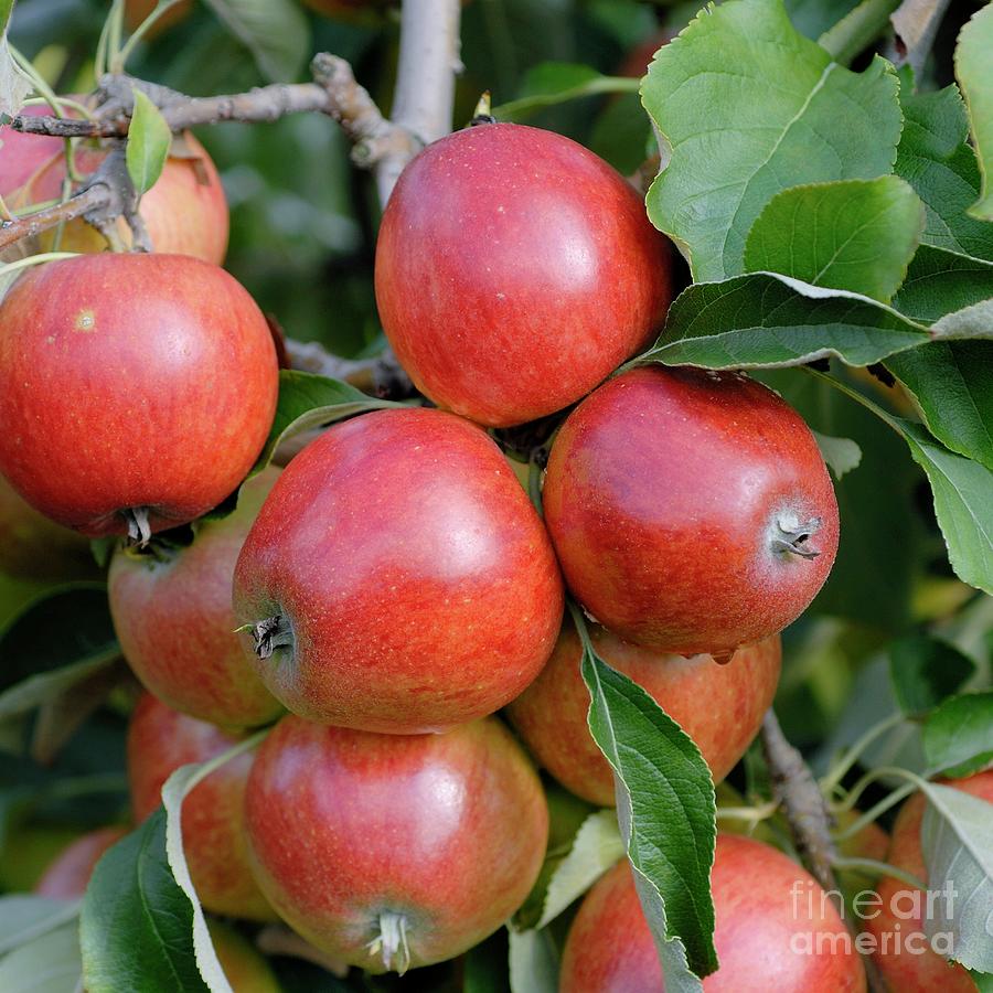 Apple (malus Domestica clivia) Photograph by Bildagentur-online/mcphoto-muller/science Photo Library