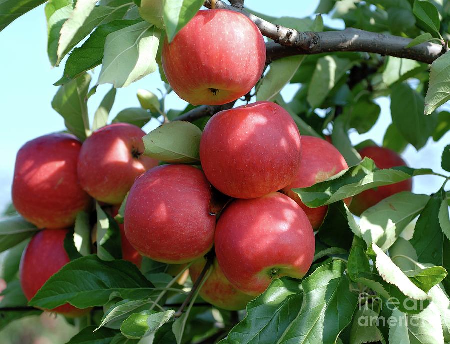Apple (malus Domestica elan) Photograph by Bildagentur-online/mcphoto-muller/science Photo Library