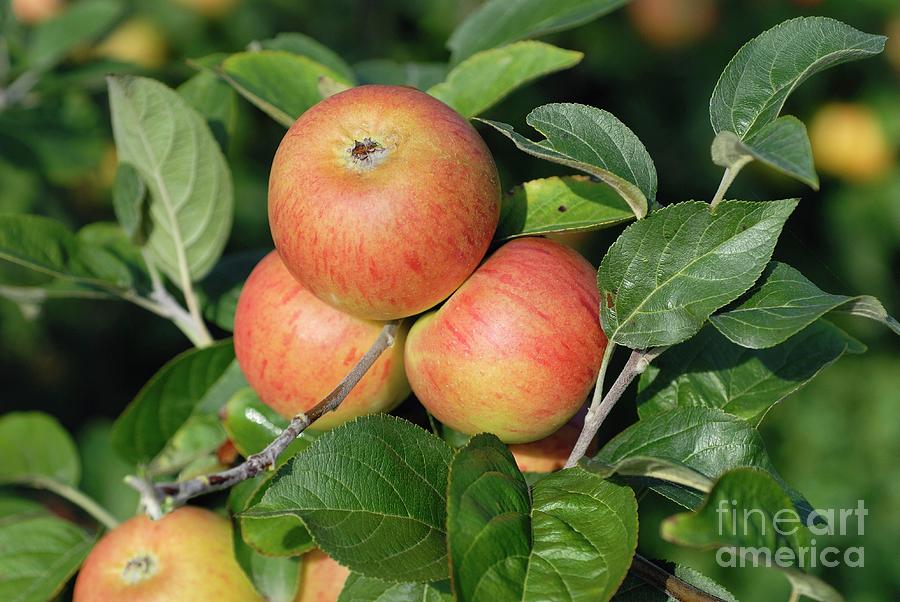Apple (malus Domestica evzika) Photograph by Bildagentur-online/mcphoto-muller/science Photo Library