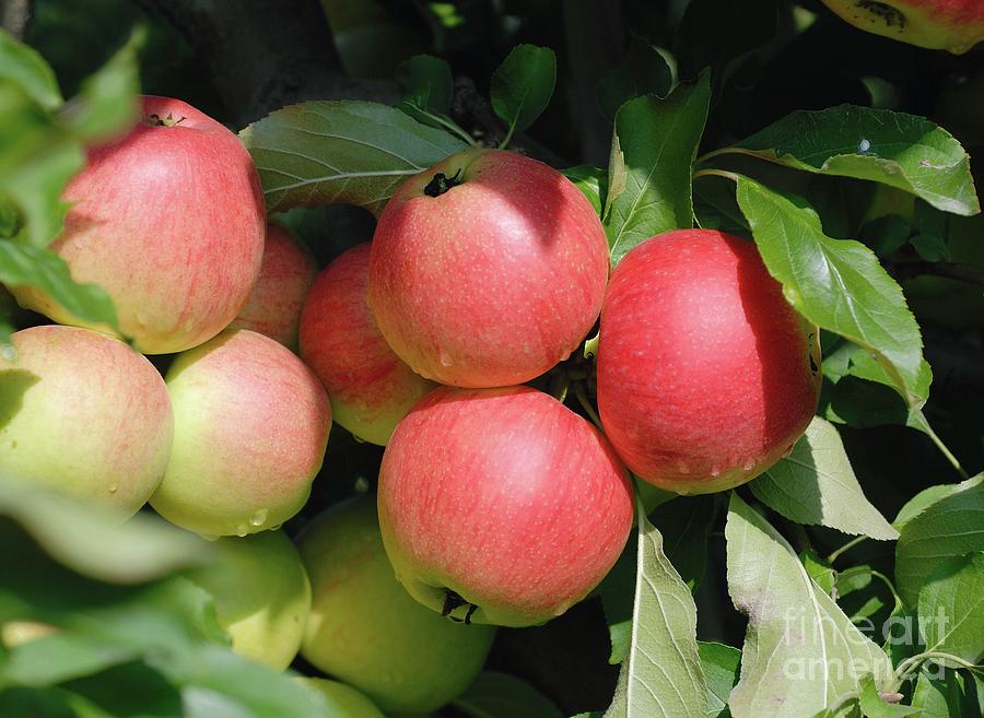 Apple (malus Domestica piflora) Photograph by Bildagentur-online/mcphoto-muller/science Photo Library