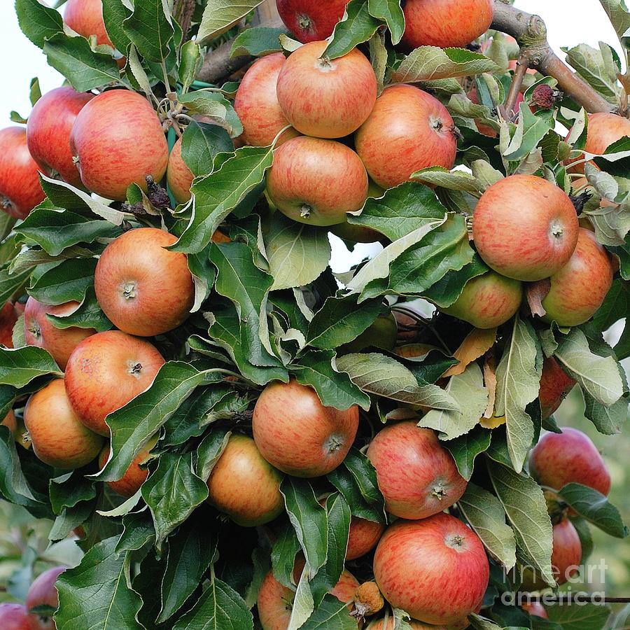 Apple (malus Domestica pimona) Photograph by Bildagentur-online/mcphoto-muller/science Photo Library