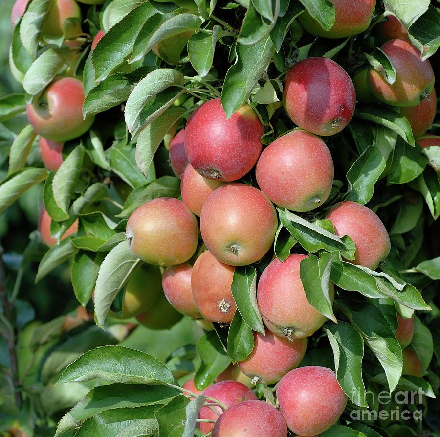 Apple (malus Domestica polka) Photograph by Bildagentur-online/mcphoto-muller/science Photo Library