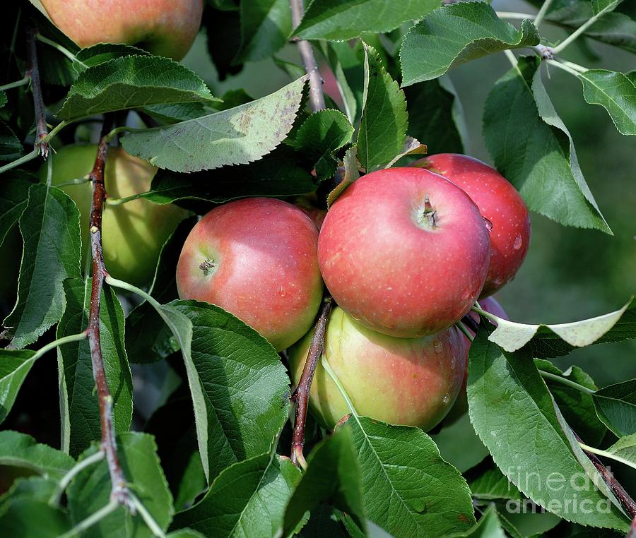 Apple (malus Domestica red Topaz) Photograph by Bildagentur-online/mcphoto-muller/science Photo Library