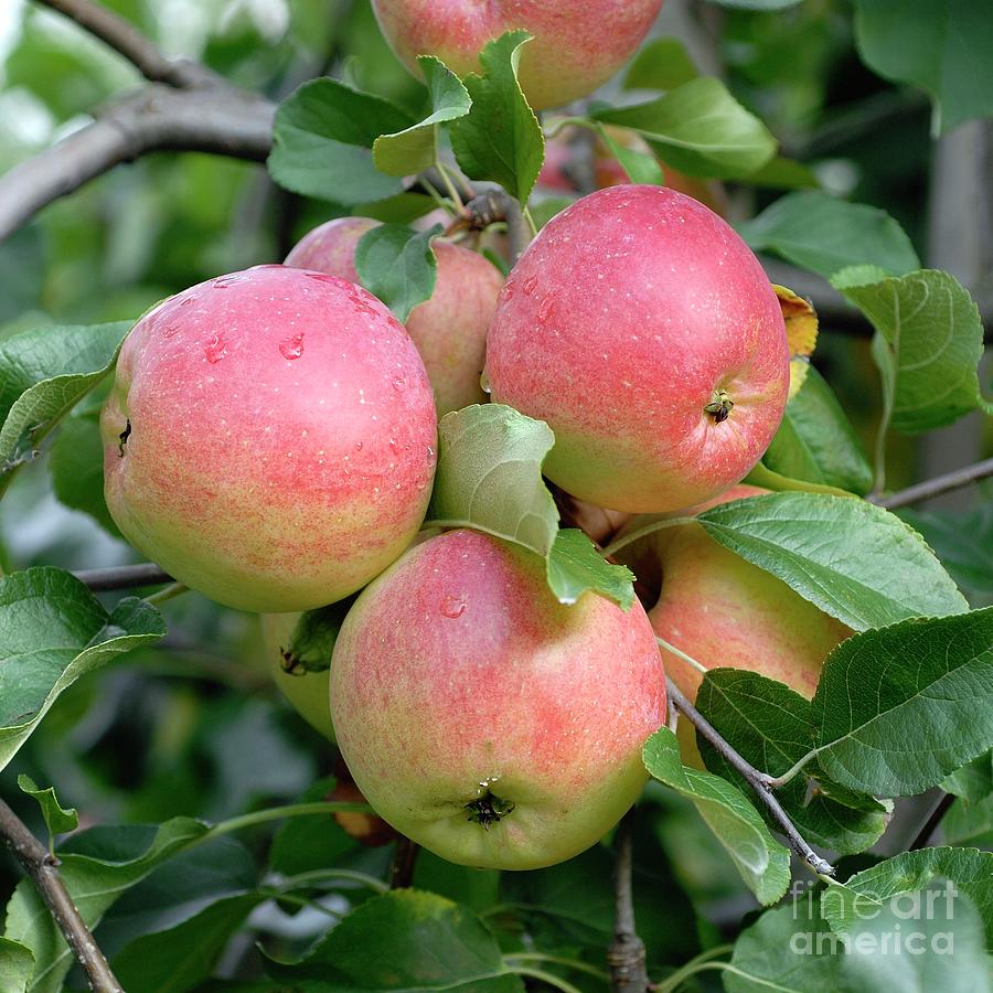 Apple (malus Domestica relinda) Photograph by Bildagentur-online/mcphoto-muller/science Photo Library